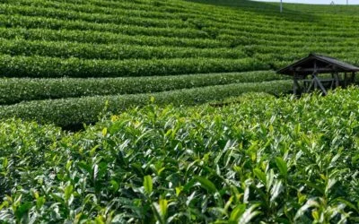 Kukicha : Le Thé Japonais qui Favorise le Sommeil